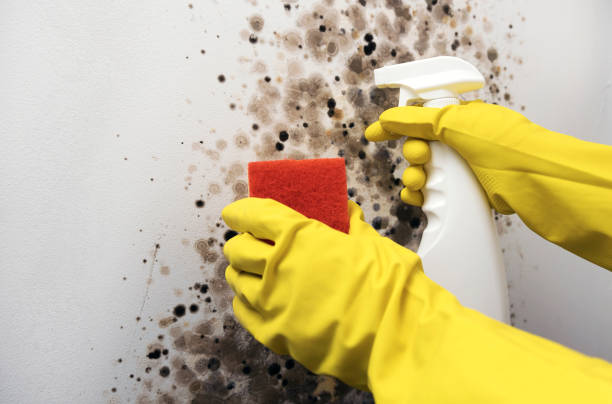 Best Toxic Mold Removal  in Buckhead, GA