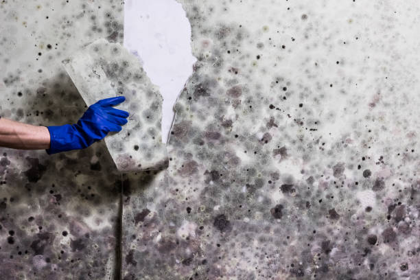 Best Residential Mold Removal  in Buckhead, GA
