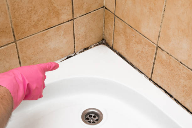 Trusted Buckhead, GA Mold Removal Experts